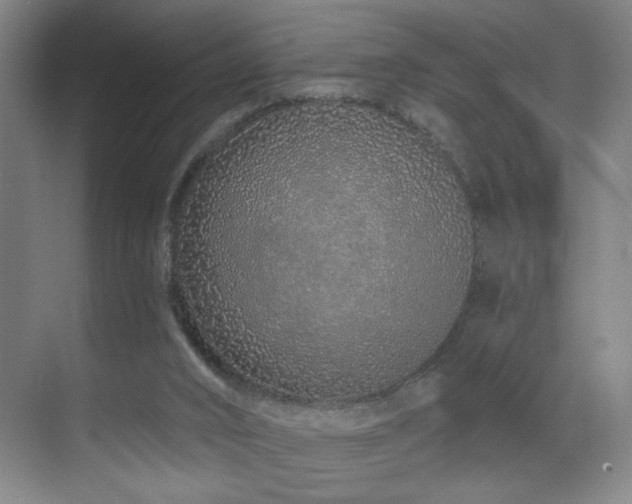 X0000070880016200606161214