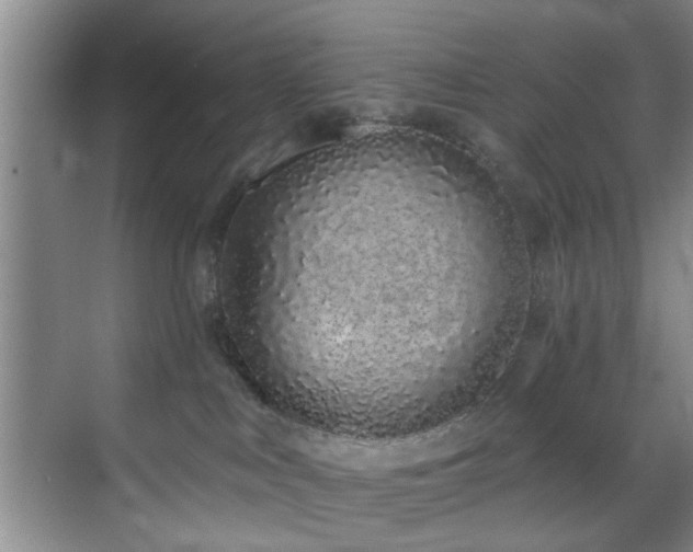 X0000070880043200606161214