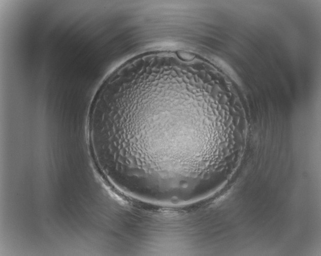 X0000070880839200606161200