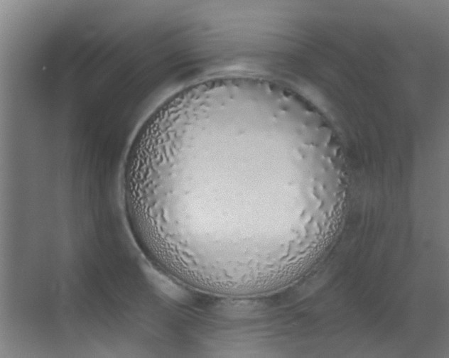 X0000070881474200606161150