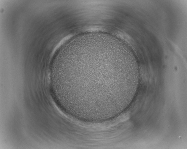 X0000070880016200606191327