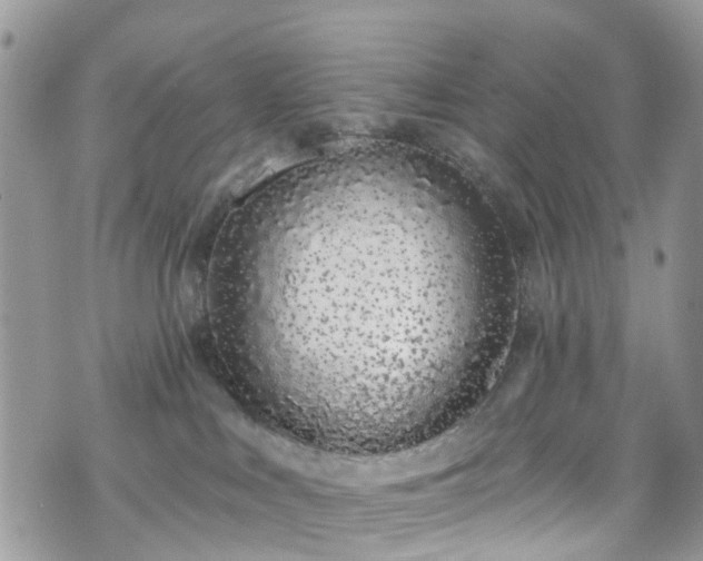 X0000070880043200606191326