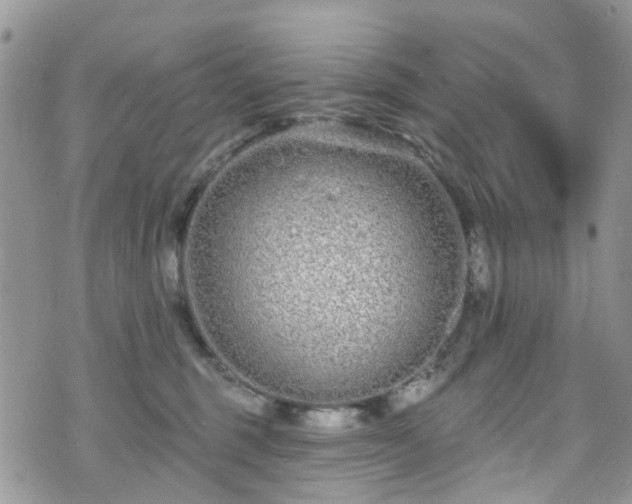 X0000070880375200606191321