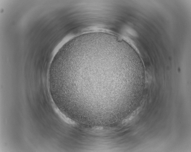 X0000070881098200606191309