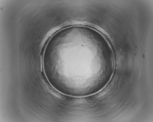 X0000070881223200606191307