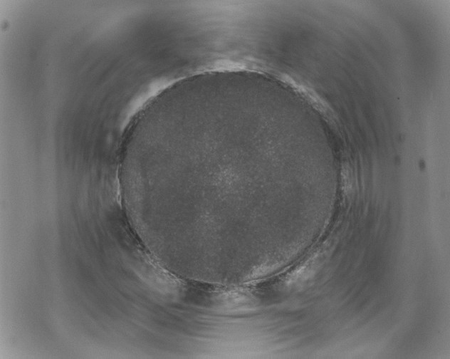 X0000070881262200606191306