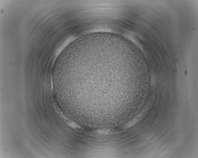 X0000070881274200606191306