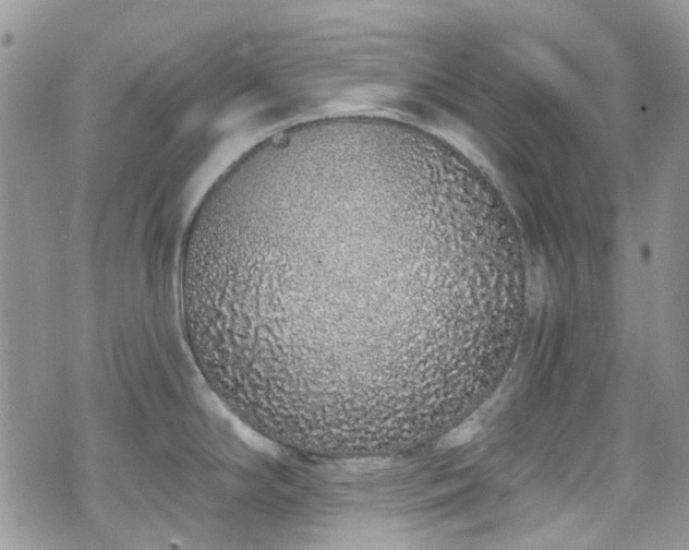 X0000070881294200606191306