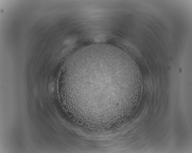 X0000070880032200606231354