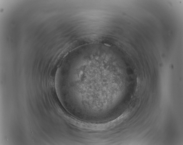 X0000070880048200606231353