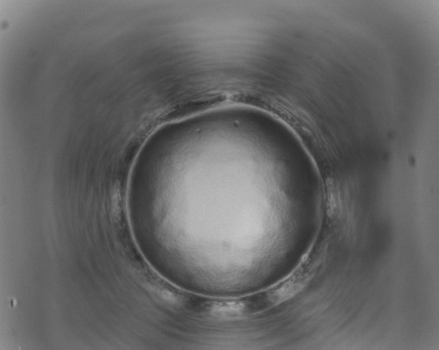 X0000070880369200606231349