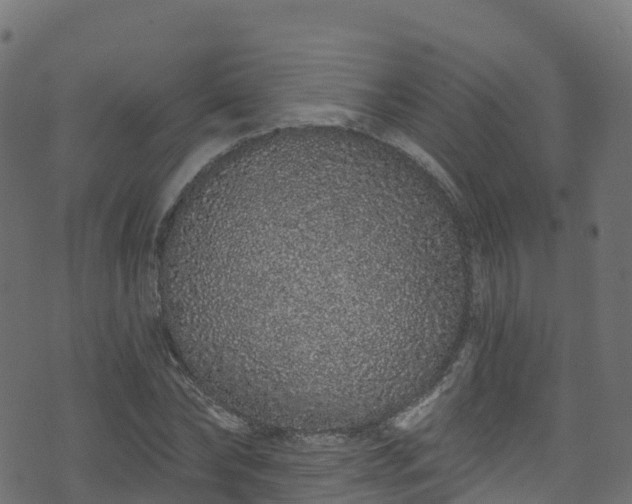 X0000070880878200606231340