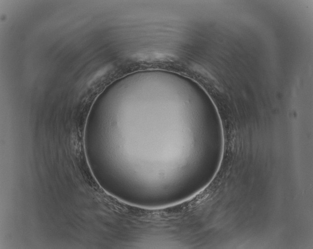 X0000070880966200606231339