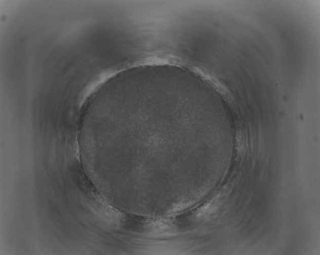 X0000070881262200606231334