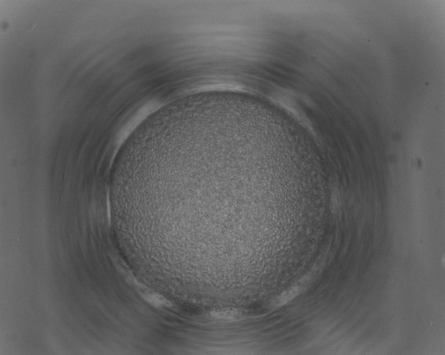 X0000070881274200606231334