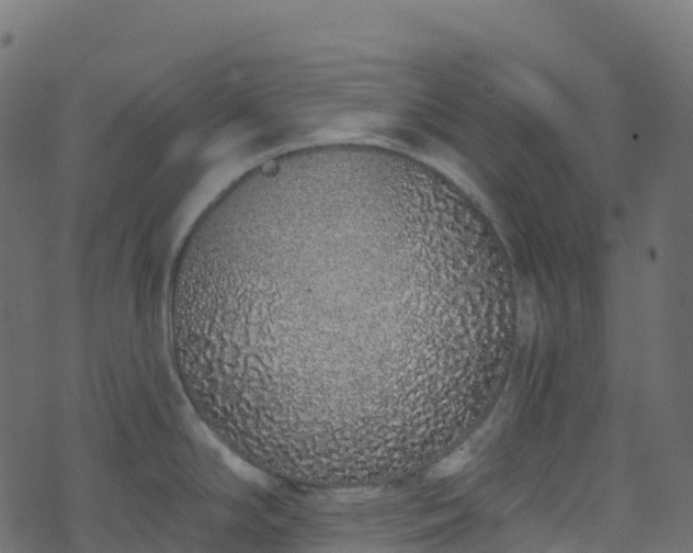 X0000070881294200606231333