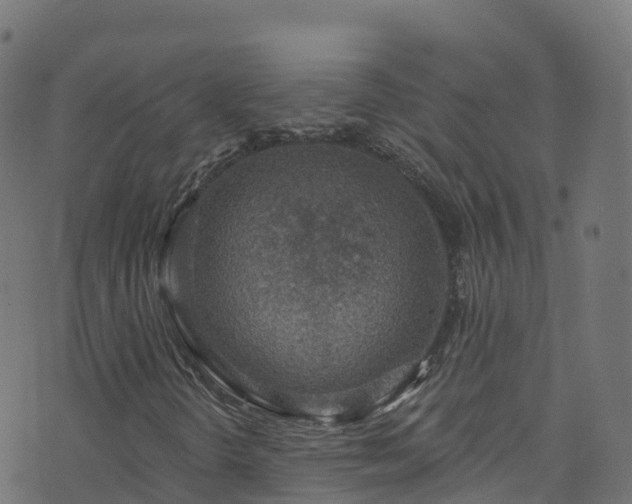 X0000070881298200606231332