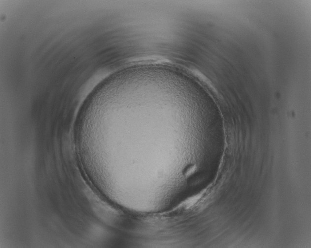 X0000070881466200606231330