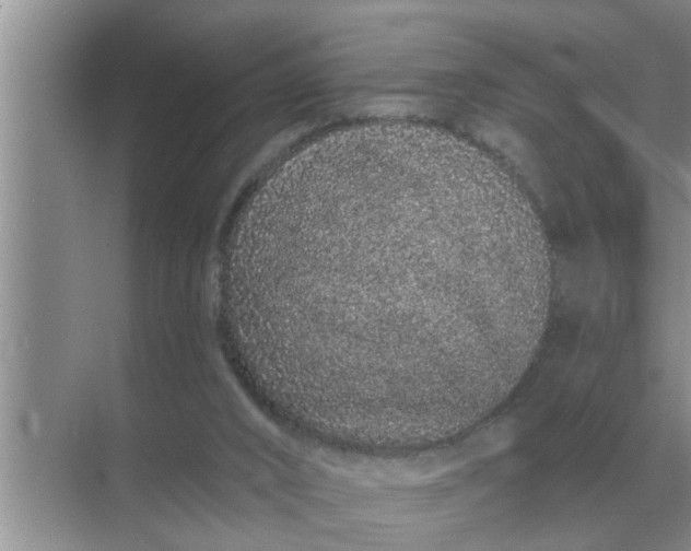 X0000070880016200606302149