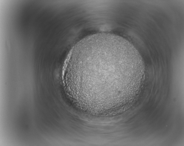 X0000070880032200606302149