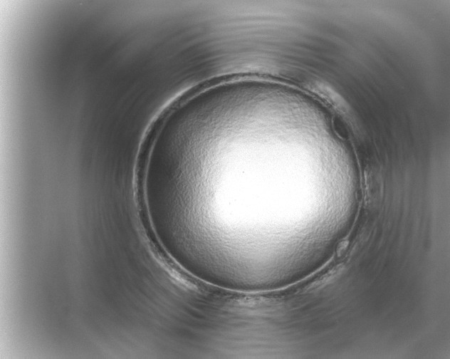 X0000070880780200606302136