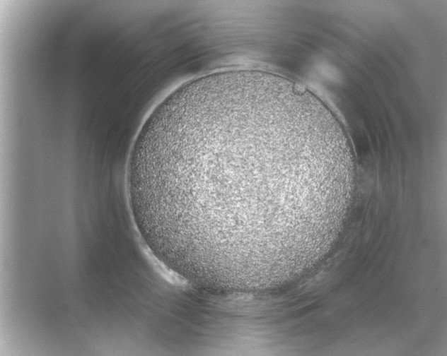 X0000070881098200606302131