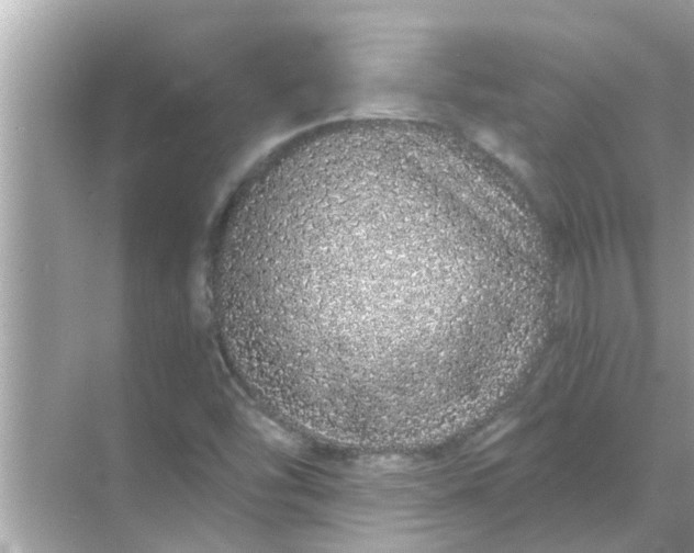 X0000070881454200606302125