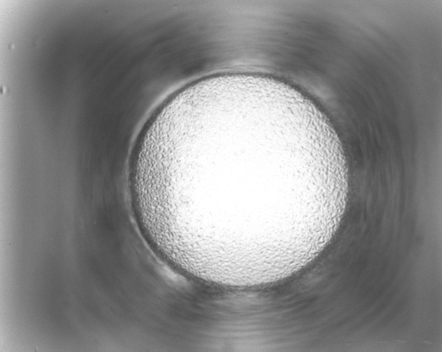 X0000070881470200606302125