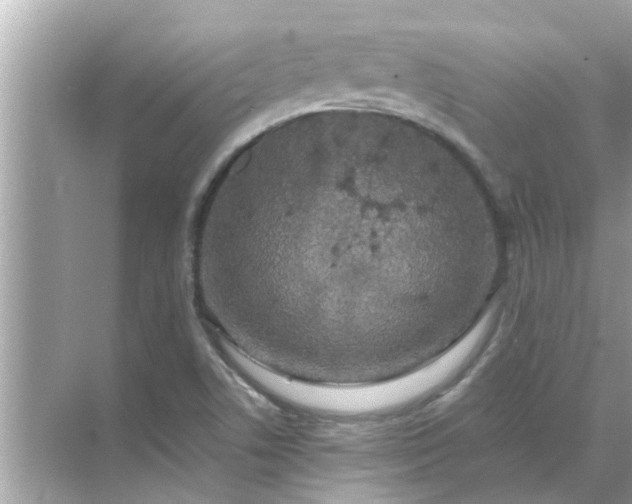 X0000070881506200606302124