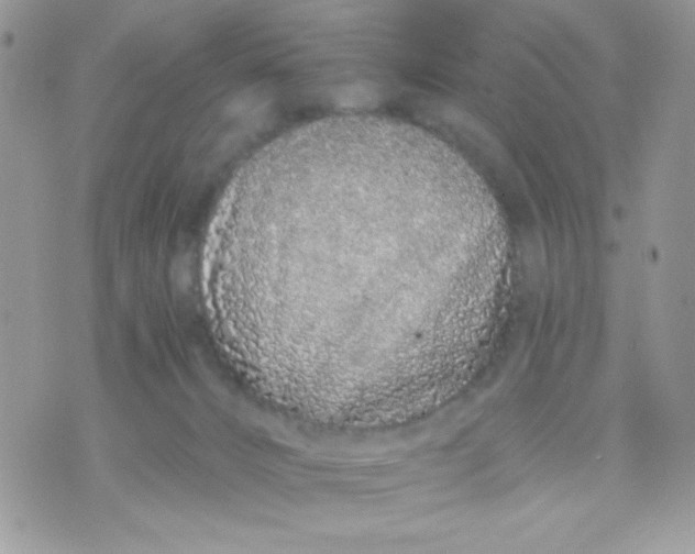 X0000070880032200607071959