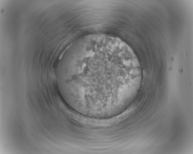 X0000070880048200607071959