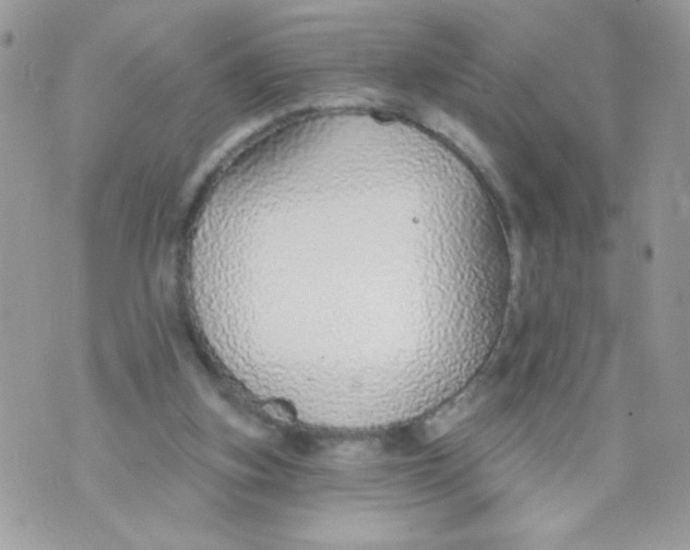 X0000070880155200607071956