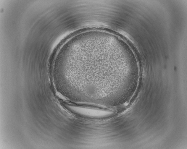 X0000070881022200607071942