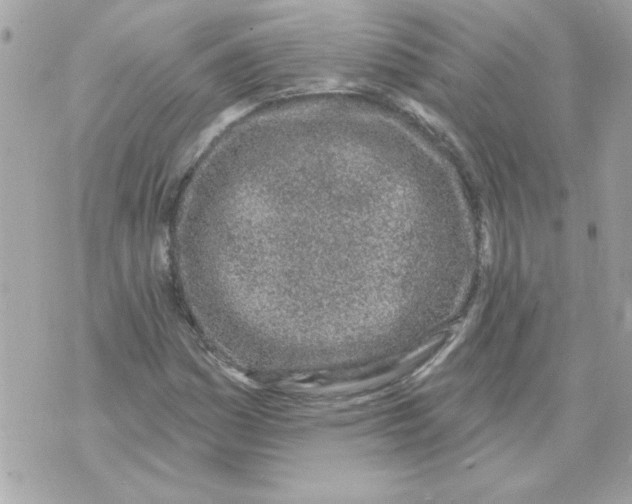 X0000070881161200607071940