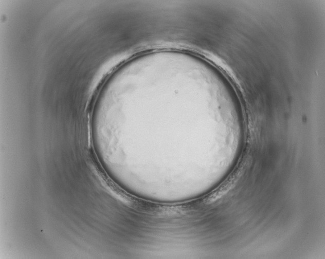 X0000070881223200607071939