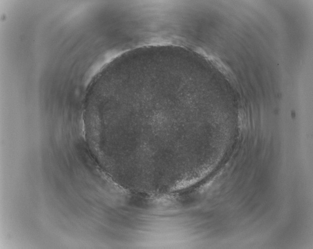 X0000070881262200607071939