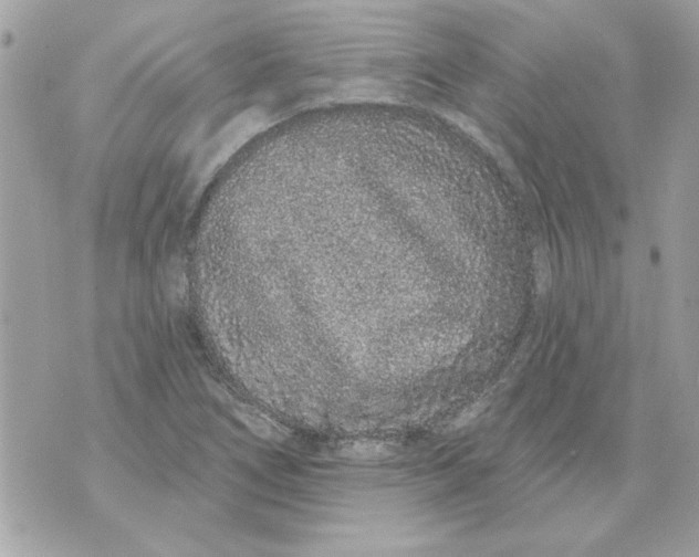 X0000070881266200607071939