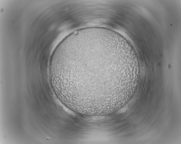 X0000070881294200607071938