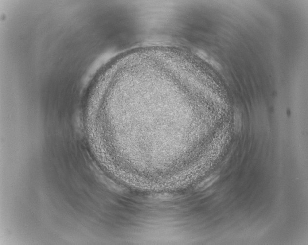 X0000070881454200607071936