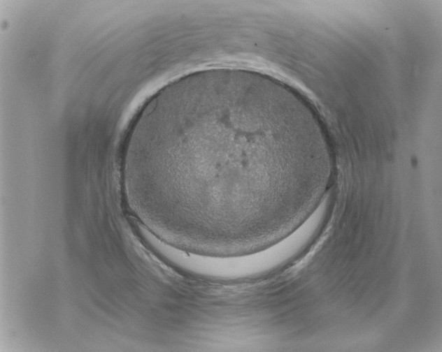 X0000070881506200607071935