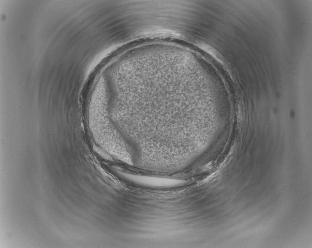 X0000070881022200607150141