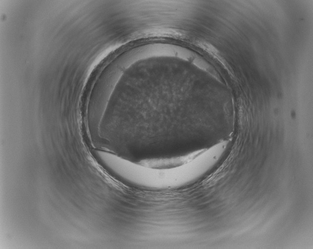 X0000070881024200607150141