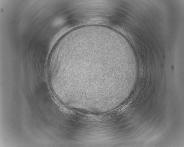 X0000070881086200607150140