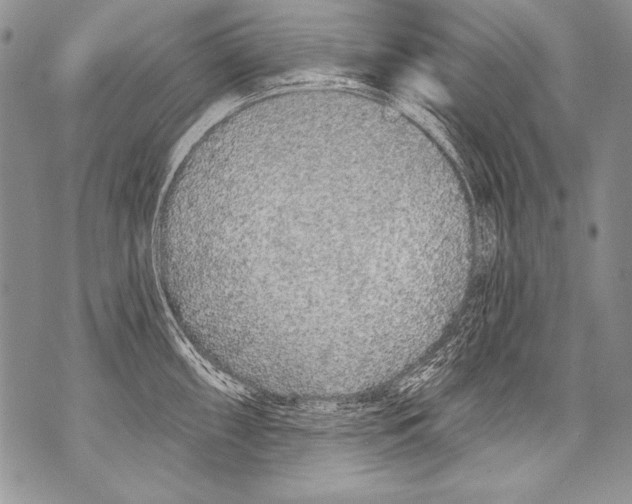 X0000070881098200607150140