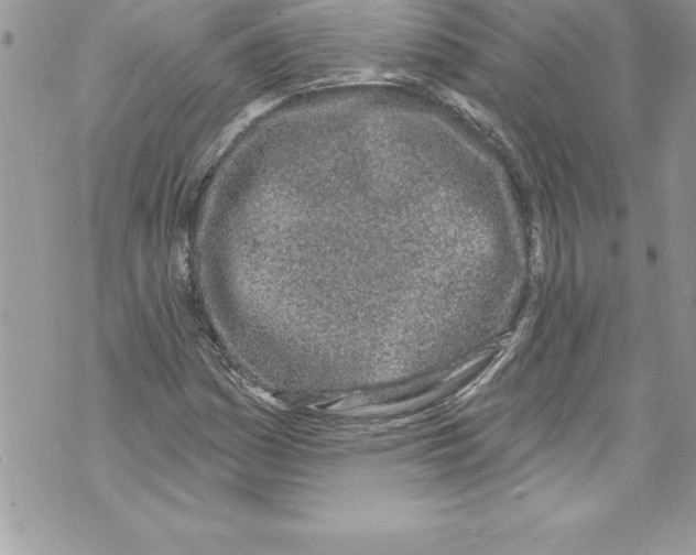 X0000070881161200607150139