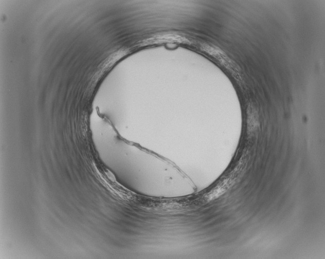 X0000070881233200607150138