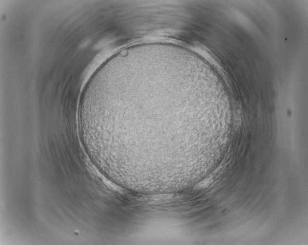 X0000070881294200607150137