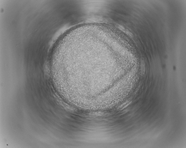 X0000070881454200607150134