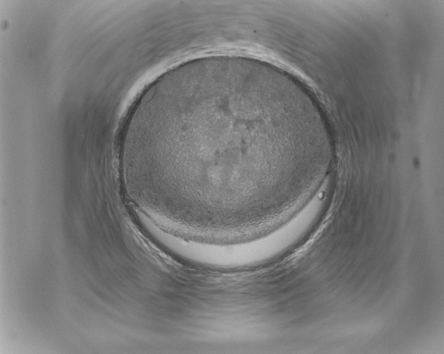 X0000070881506200607150133