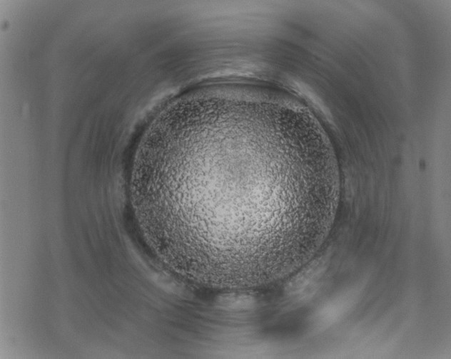 X0000071330354200606231138